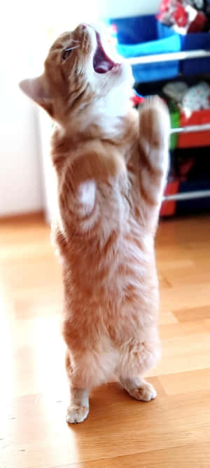Dik Durarak Dans Eden Kedi.jpg — Dans eden kedi Duvar Kağıdı