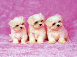 Üç Sevimli Shih Tzu Yavrusu — Sevimli köpek yavrusu Duvar Kağıdı