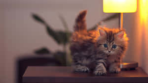 1920X1080 resimler