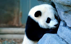 Panda Duvar Kağıdı