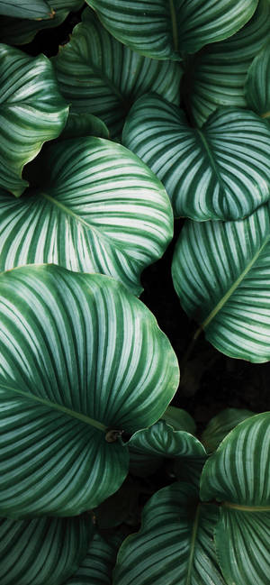 Plants Iphone — Galaksi A08 Duvar Kağıdı