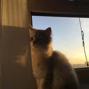 Estetik Kedi resimleri — Estetik kedi Duvar Kağıdı