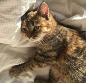 Estetik Kedi resimleri — Estetik kedi Duvar Kağıdı