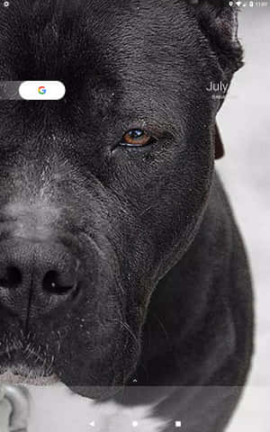 Siyah Pitbull — Moto Pad 70 Duvar Kağıdı