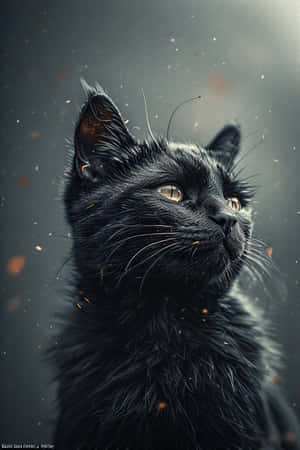 fotogerçekçi, abanoz kedi, sinematik, dijital sanat, Kedi Sanatı, kedi severler, duvar kağıtları — iPhone 4 Duvar Kağıdı