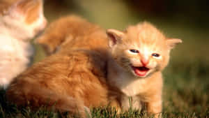 Sevimli Kedi fotoğrafları — Sevimli Kedi Duvar Kağıdı