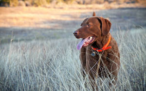 Çim, golf, yürüyüş, köpek, ağızlık duvar kağıdı önizlemesi