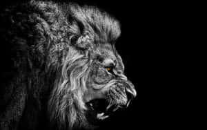 Aslan arka planı — Aslan Duvar Kağıdı