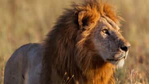Aslan resimleri — Aslan Duvar Kağıdı