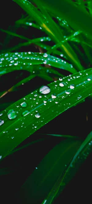 1080x2400 — Huawei Pura 80 Pro Duvar Kağıdı