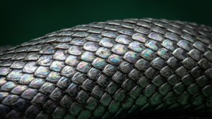 Slytherin yılan pullarının detaylı makro çekimi.
