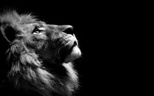 Aslan arka planı — Aslan Duvar Kağıdı