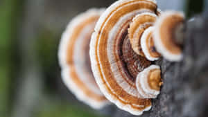 5120x2880 — 5120x2880 Duvar Kağıdı