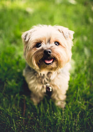 Sevimli Köpek resimleri — Sevimli köpek yavrusu Duvar Kağıdı
