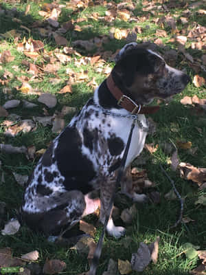 Catahoula Köpek Resimleri — iPad Pro Duvar Kağıdı