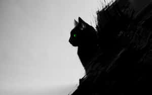 Siyah Kedi resimleri — Kara Kedi Duvar Kağıdı