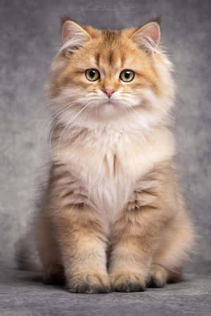 Güzel Kedi Resimleri — Sevimli Kedi Duvar Kağıdı
