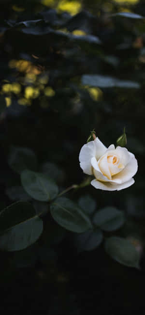 Beyaz Güller iPhone — iPhone 14 Plus Duvar Kağıdı