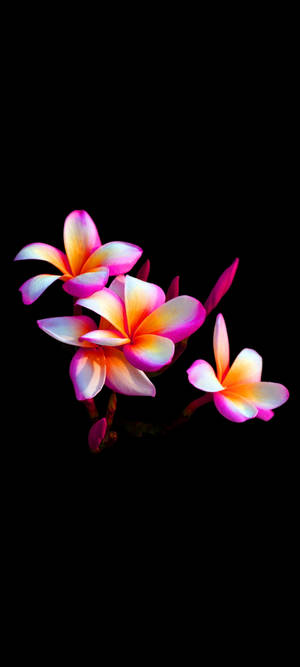 Güzel Plumeria Çiçeği Mobil — Pixel 11 Duvar Kağıdı