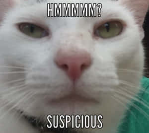 Güneşli yeşil çayırda burnunda kelebekle uyuyan gülümseyen kedi — Kedi Meme Duvar Kağıdı