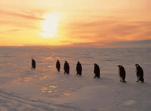 Penguenler karlı gün doğumu duvar kağıdı