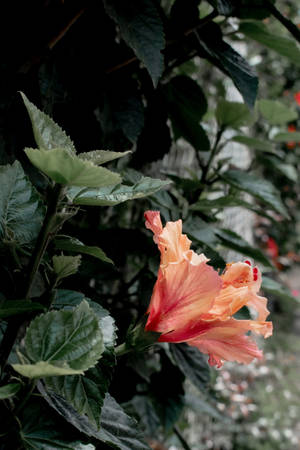 Hibiskus Çiçeği Bitki Estetiği — Bitki Estetiği Duvar Kağıdı