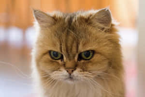 Huysuz Kedi görselleri — MacBook Air 15 Duvar Kağıdı