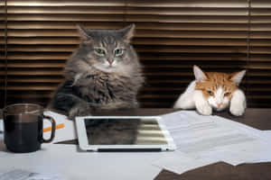 Huysuz Kedi resimleri — MacBook Air M3 Duvar Kağıdı