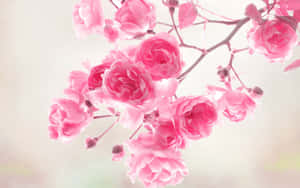 Pembe Çiçek