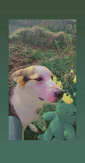 İndie Çocuk Estetiği Sevimli Köpek