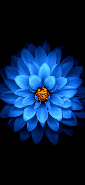 Iphone 11 pro max blue flower wallpaper — iPhone 16 Plus Duvar Kağıdı