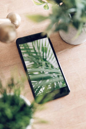 iPhone Masası ve Bitkiler — Çiçekli iPhone Duvar Kağıdı