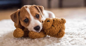 Küçük Köpek Resimleri — Köpek Duvar Kağıdı