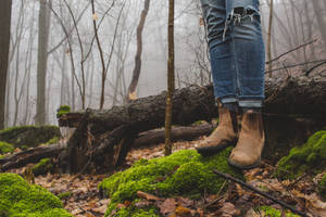 Sisli Orman Kahverengi Botlar Yosunlu Kaya