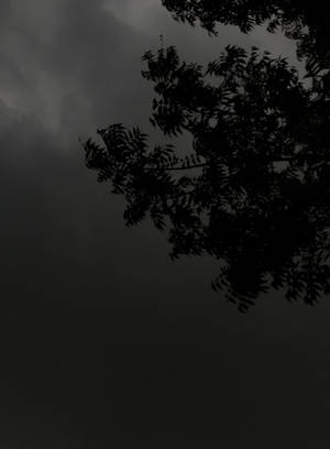 Karanlık Tema Ağaç Silüeti Bulutlu Gece