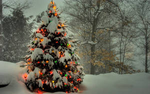 Karlarla Kaplı Güzel Noel Ağacı — Güzel Noel Duvar Kağıdı