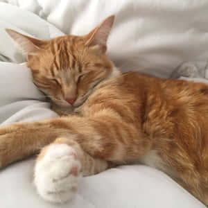 Estetik Kedi resimleri — Sevimli Kedi Duvar Kağıdı