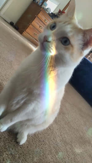Estetik Kedi fotoğrafları — Estetik kedi Duvar Kağıdı
