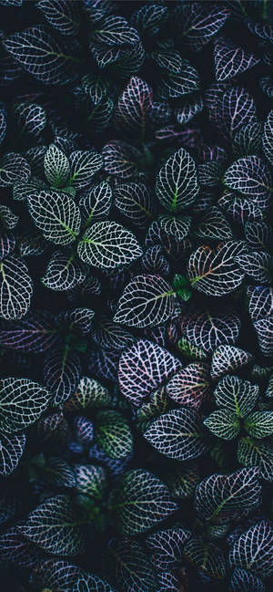 Plants Iphone — Galaksi A18 Duvar Kağıdı