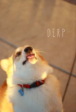 Komik Corgi Fotoğrafları