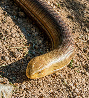 Kuru Toprakta Göz Alıcı Erkek Cam Kertenkelesi — Sevimli Dinozor Duvar Kağıdı