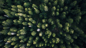 Kuş Bakışı Orman Manzarası duvar kağıdı
