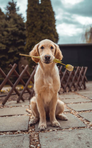 Labrador Retriever Resmi duvar kağıdı — Galaxy Tab S10+ Duvar Kağıdı