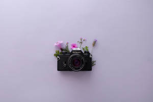 Lavanta Estetiği ve Nikon Kamera