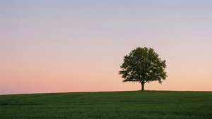 Gün batımında bir tepedeki ağacın minimalist sahnesi.