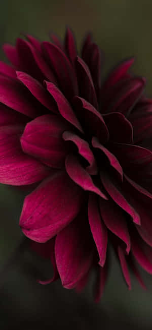 Burgundy Flower — Galaxy S22 Ultra Duvar Kağıdı