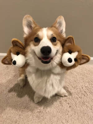 Corgi Komik Resimler — iPad 9. Nesil Duvar Kağıdı