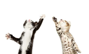 Neşeli Hareket Eden Yavru Kediler.jpg — Dans eden kedi Duvar Kağıdı