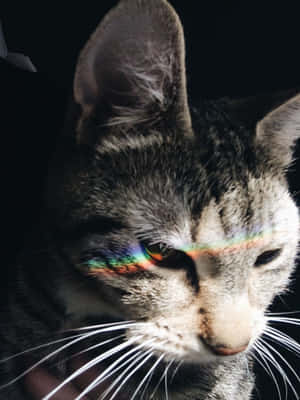Estetik Kedi resimleri — Estetik kedi Duvar Kağıdı