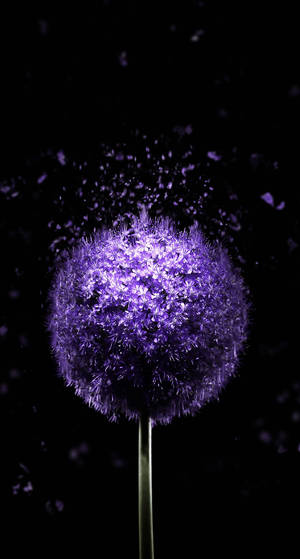 Oled Purple Dandelion wallpaper